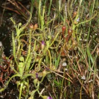 Drosera indica L.